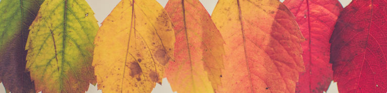 Image of golden leaves
