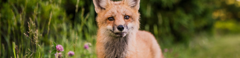 An image of a fox
